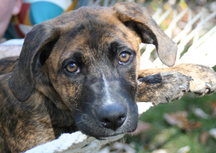 zoe Chicagoland Dog Rescue