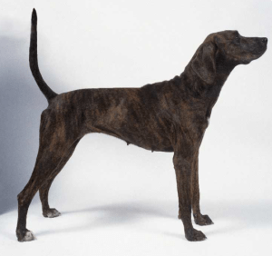 plott hound vintagetwisted