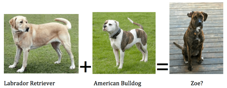 lab + bulldog